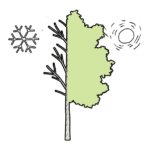 bouteille-eau-vegetale-bouleau