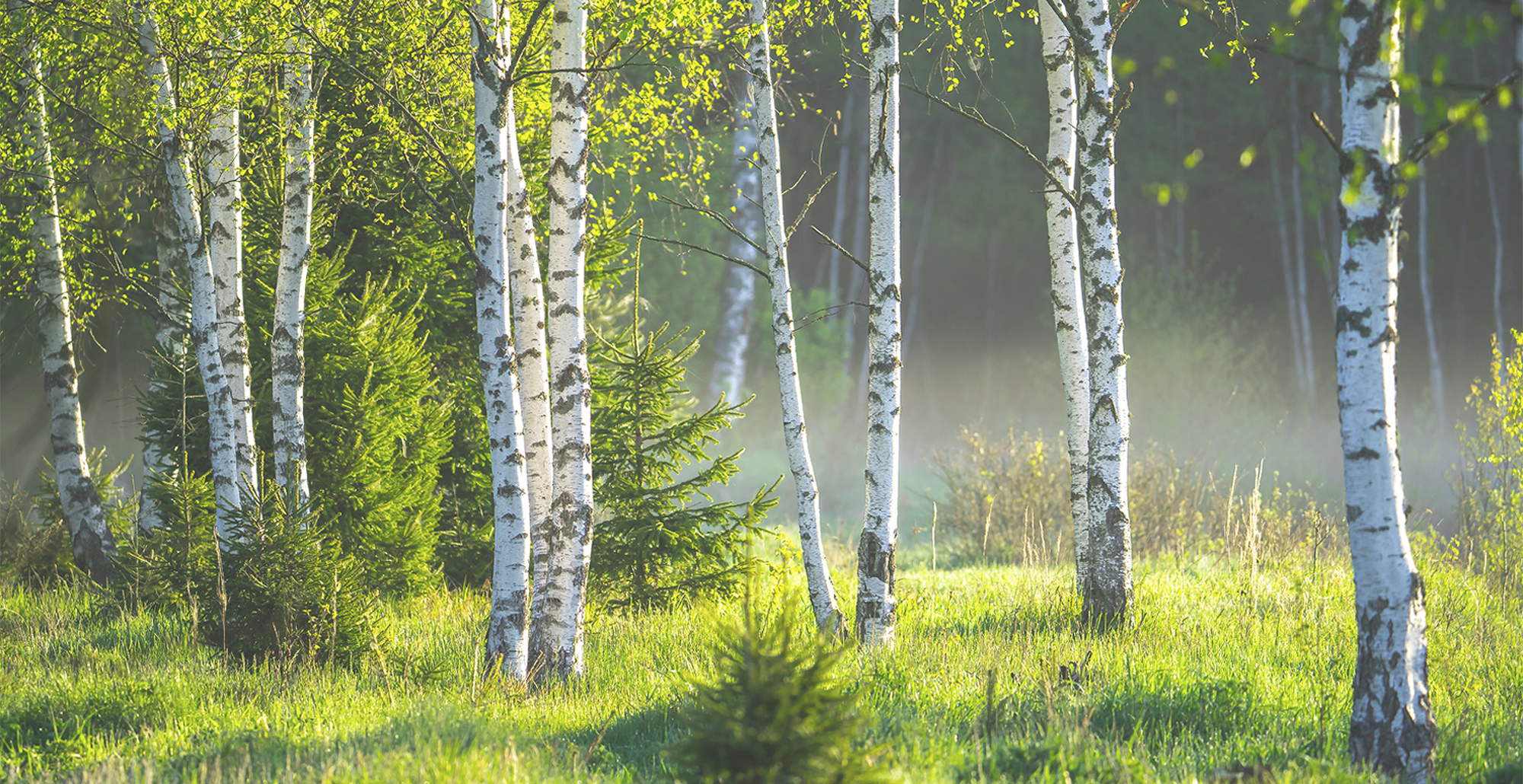 foret_bouleau_eau_vegetale